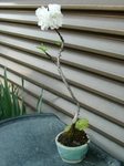 szk090409 001.01.jpg