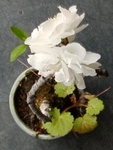 szk090409 007.01.jpg