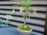 szk090412 001.01.jpg
