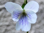 szk090415 001.01.jpg