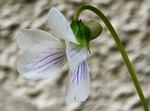 szk090415 014.01.jpg