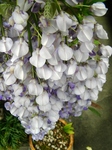 szk090417 009.01.jpg