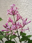 szk090420 012.01.jpg