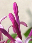 szk090420 014.01.jpg