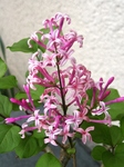 szk090420 020.01.jpg