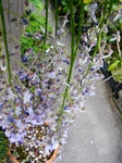 szk090424 008.01.jpg