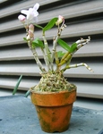 szk090428 001.01.jpg