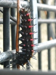 szk090504 001.01.jpg