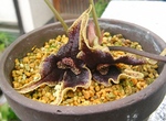 szk090505 001.01.jpg