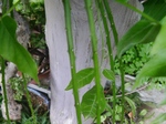 szk090508 002.01.jpg