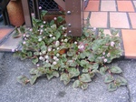 szk090518 001.01.jpg