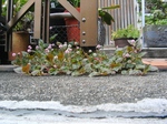 szk090518 002.01.jpg