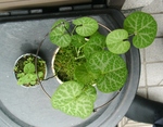 szk090521 002.01.jpg