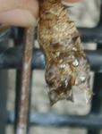szk090521 034.01.jpg
