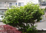 szk090524 001.01.jpg