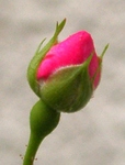szk090526 004.01.jpg