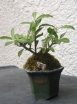 szk090526 011.01.jpg