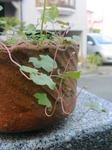 szk090527 001.01.jpg