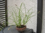 szk090531 001.01.jpg