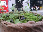 szk090602 006.01.jpg