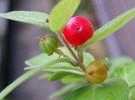 szk090605 011.01.jpg