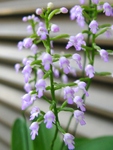 szk090617 009.01.jpg