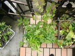 szk090624 002.01.jpg