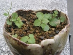 szk090827 001.01.jpg