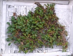 szk090909 001.01.jpg