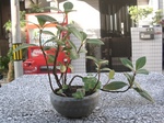 szk090909 010.01.jpg