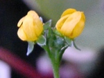 szk090916 011.01.jpg