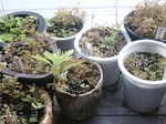 szk090926 004.01.jpg