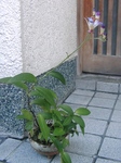 szk091012 009.01.jpg