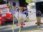 szk091012 014.01.jpg