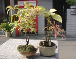 szk091014 001.01.jpg