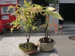 szk091014 002.01.jpg