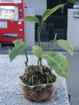 szk091021 018.01.jpg