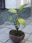 szk091021 029.01.jpg