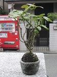 szk091024 001.01.jpg