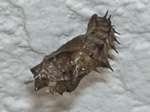szk091025 003.01.jpg
