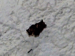 szk091025 005.01.jpg