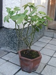 szk091027 019.01.jpg