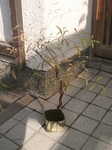 szk091028 015.01.jpg