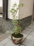 szk091030 002.01.jpg