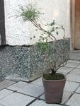 szk091030 014.01.jpg