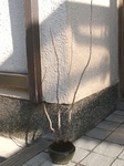 szk091104 014.01.jpg