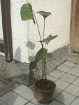szk091108 017.01.jpg