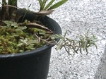szk091110 002.03.jpg