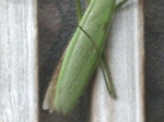 szk091110 020.02.jpg
