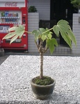 szk091115 034.01.jpg